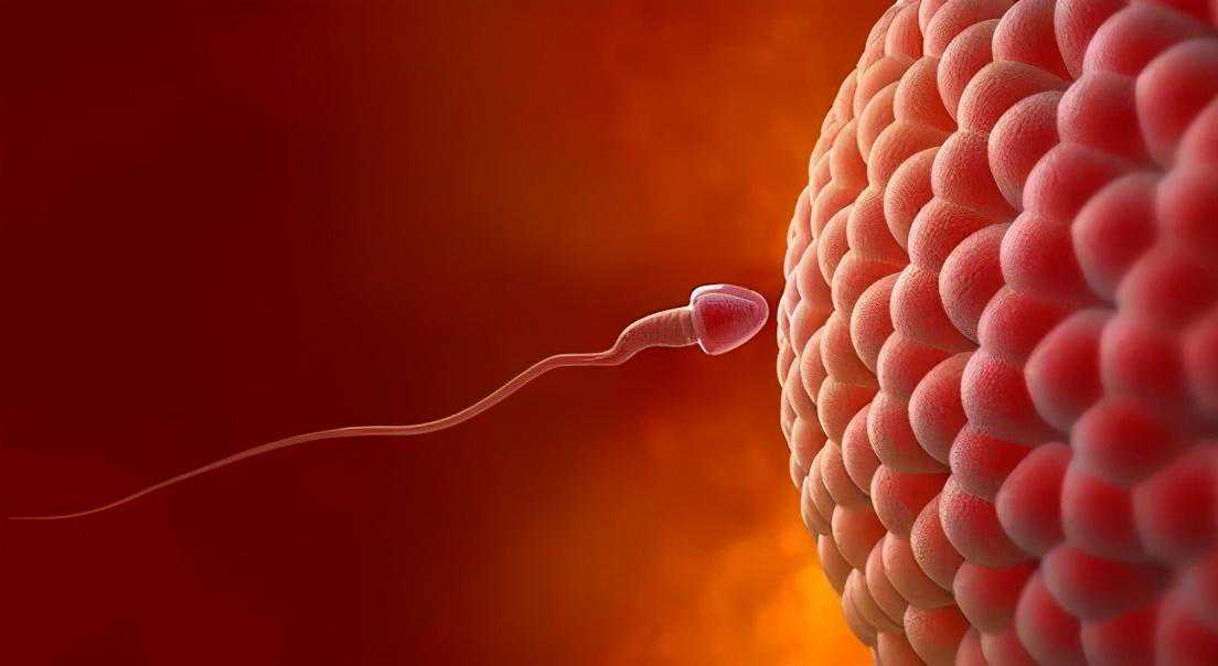 胚胎质量差，谁之过，卵子or精子？