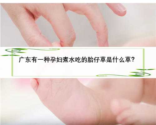 广东有一种孕妇煮水吃的胎仔草是什么草？